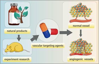 Natural products’ antiangiogenic roles in gynecological cancer
